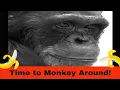 Washoe and Koko The Amazing Ape Experiment The Fireside Tales