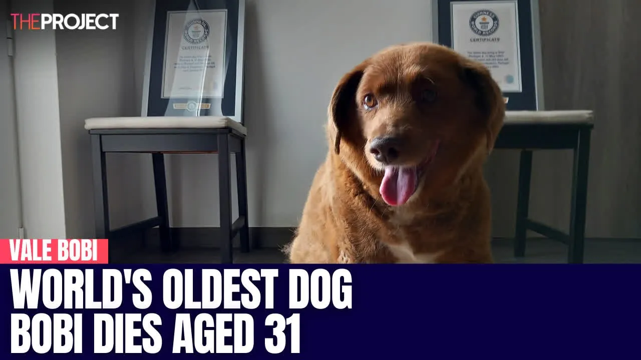 World's Oldest Dog Bobi Dies Aged 31