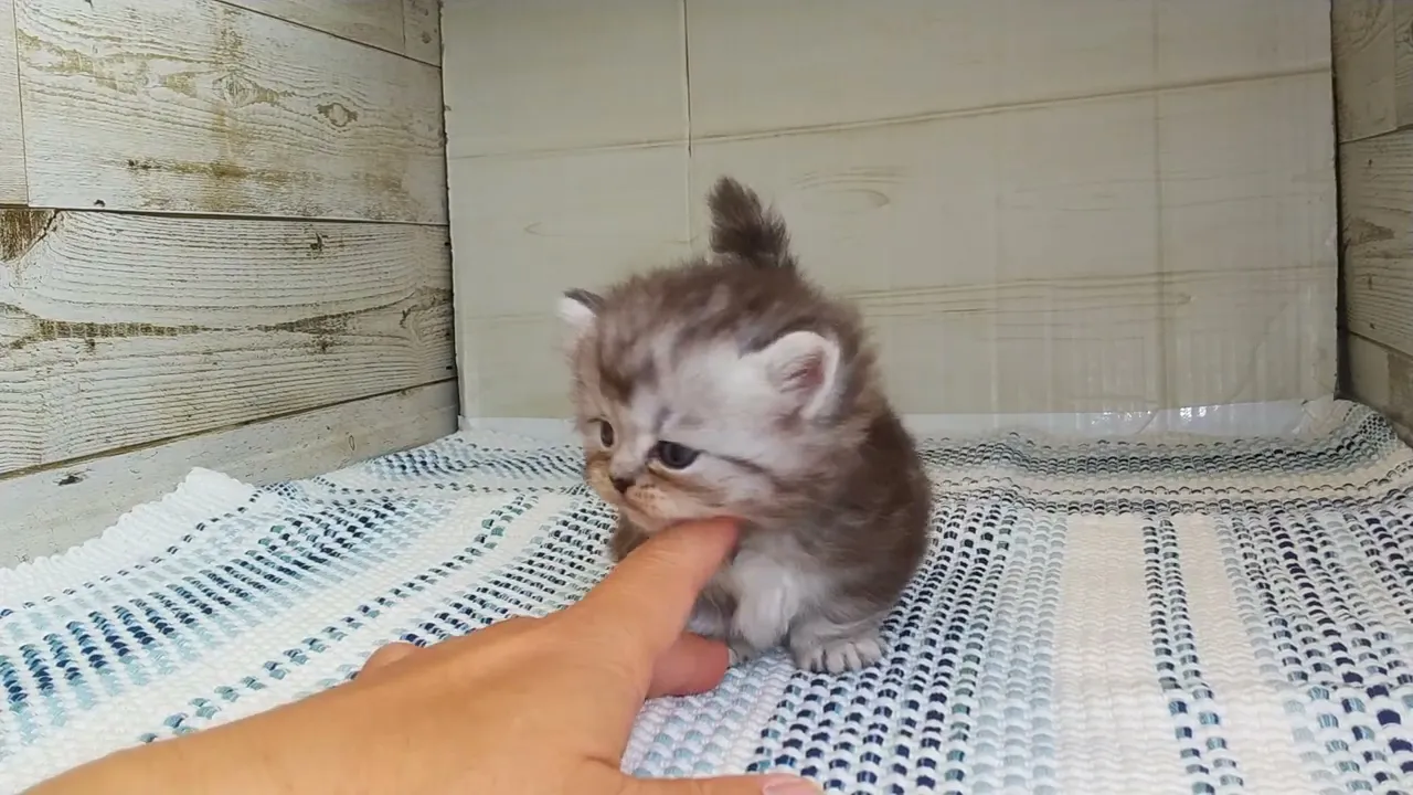動画