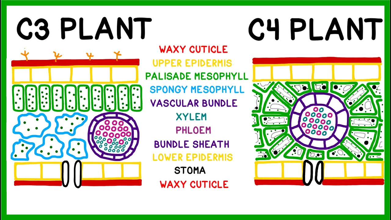 How C3, C4 and CAM Plants Do Photosynthesis (Old version!)