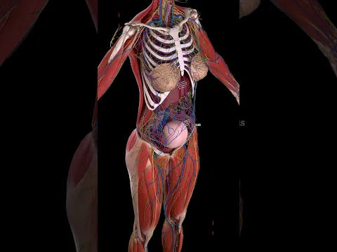 Where Do the Organs Go During Pregnancy? 👶🏻🤔