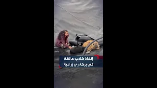 إنقاذ   كلاب عالقة داخل بركة اصطناعية مخصصة لتجميع المياه دندنها