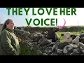 Download Lagu COWS RUNNING AND BEGGING FOR HER TO SING IN IRELAND