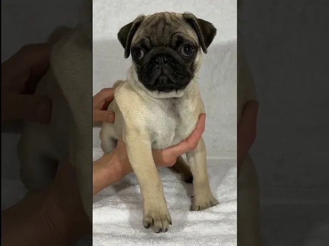 動画