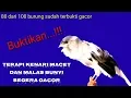 Download Lagu Terapi kenari macet dan malas bunyi agar cepat gacor | jilid2
