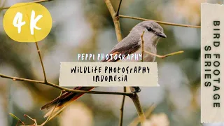 Download Suara Burung Sepah Kecil/ Mantenan Gacor di Alam Liar // 4K Video // SONY A7R3 + 200-600MM MP3