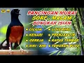 Download Lagu 🔴 LIVE - Pancingan Murai Batu Malam hari Full Isian Tembakan Kasar bikin Murai Macet Langsung Gacor