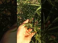 2019 Outdoor Grow Neptune Seed s Update Week 2 of Flower