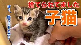 【保護猫】子猫が捨てられてました