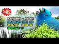 Download Lagu Selendang Biru Gacor Audio - Suara Burung Selendang Biru Paling Dicari Jernih