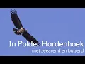 Download Lagu In Polder Hardenhoek met zeearend en buizerd #1479