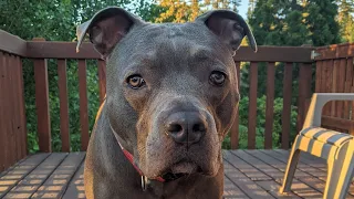 Zeusy The Talking Pitty is live! 8/22/26