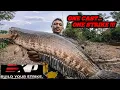 Download Lagu TAK DI SANGKA..!! UMPAN INI SANGAT JITU || CASTING GABUS DI SPOT IDAMAN