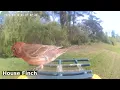 Ultimate Cover Artist Spotted | Birds of Asheville | 04-15-2026
