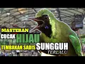 Download Lagu cucak ijo tembakan sadis dan isian kuntilanak