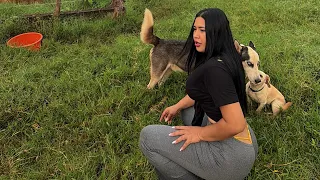 Mis PERROS siempre cuidan el RANCHO y a las VACAS 🐄 