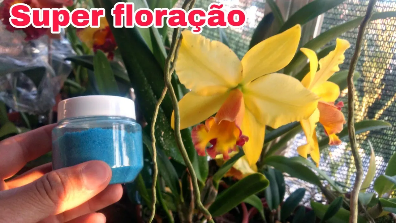 ESSE ADUBO FAZ SUA ORQUÍDEA FLORIR