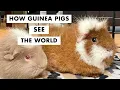 How Guinea Pigs See the World What Do They Really See