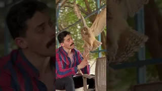 لأجير كبرت شمس نبوي مصر ملكه العقبان ف مصر 