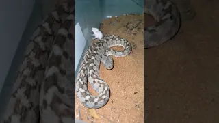 فأر بالقرب من الافعى 