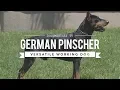 ALL ABOUT GERMAN PINSCHER VERSATILE WORKING DOG