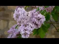 "Плакуча гітара". Українська пісня.