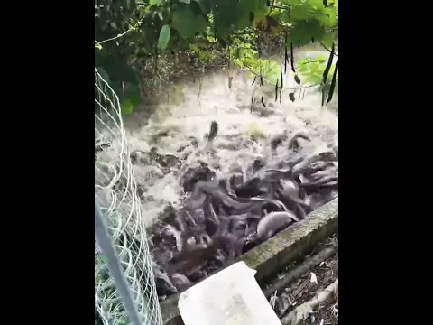 A grandfather's activity is to provide food for many big fish.