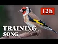 Download Lagu Goldfinch The Best Singing - Lagu Latihan 12 jam