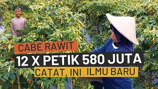 Download RAHASIA Budidaya Cabe Rawit Unggul Berbuah Lebat, Pupuk Fungisida Insektisida Dalam Merawat Cabai MP3