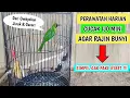 Cara merawat burung cucak ijo mini agar cepat bunyi dan gacor