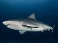 Sharks Inside the Inlets Science Cafe