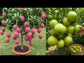 Download Lagu 🌿I Propagate Fruit Trees Using These Pro Techniques! #live