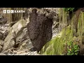 Download Lagu Bees vs Hornets: Nature’s Most Synchronised Defence System | BBC Earth