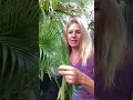 How to Compost Palm Fronds
