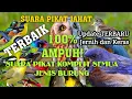 Download Lagu Viral!Suara PIKAT Semua JENIS Burung LIAR TERBARU hari ini!