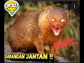Lagu SUARA MP3 Sang PREDATOR GARANGAN JANTAN GANAS !!