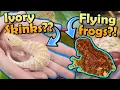 Vending a Huge Reptile Expo in Tinley Park NARBC 2026
