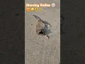 Download Lagu 🌞🔆🐱🐈 MORNING ROLLIES #kittycat #rollies #morning