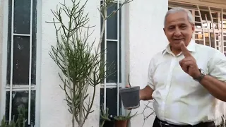 قرن الغزال   اكثاره وطريقة العناية به دندنها