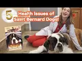 5 Saint Bernard Health Issues Veterinarian Explains