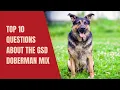 Top 5 Questions about the German Shepherd Doberman Mix