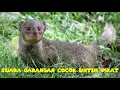 Download Lagu Suara garangan untuk pikat