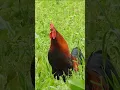 Download Lagu Kompilasi suara kokok ayam jantan #suarahewan