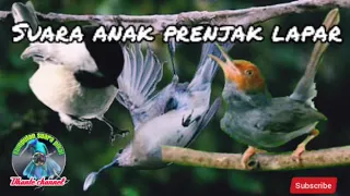 suara anak prenjak lapar