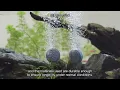 Uniclife Aquarium Air Pump Review Is It Worth the Investment for Your Fish Tank
