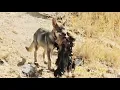 Download Lagu الذئب يغدر بالغنم بعد سنة ونصف من تربيته وثائقي كامل عن حياة الذئب
