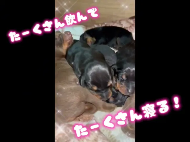 動画