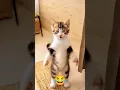Download Lagu Iki lo Iki lo lea.. Wayahe Wayahe Wayahe 🤣