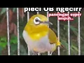 Download Lagu Suara Pleci Ngecir