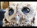 xah talk show 2021-01-03 elisp coding why golang is easier to learn than python